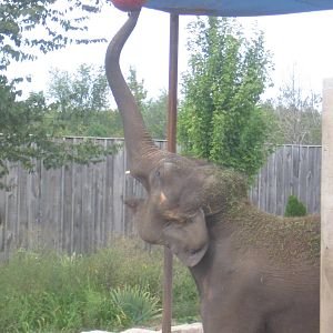 Asian Elephant