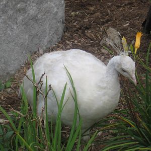 Albino Peafowl