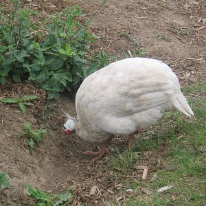 Albino Guinea Fowl