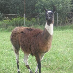 Llama