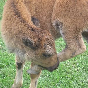 Baby American Bison