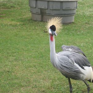 Crowned Crane