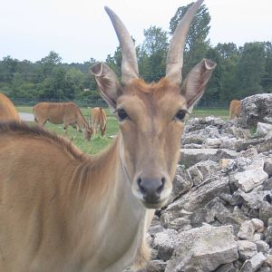 Eland