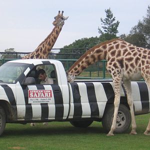 Giraffes Eating Out of a Car