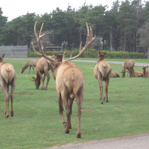 Elk Herd