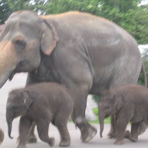 Asian Elephants Out for a Walk
