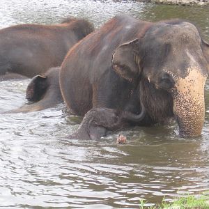 Asian Elephant MOM and BABY swimming