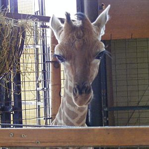 Kwame the giraffe in Into Africa exhibit at Marwell Wildlife, 12 June 2009