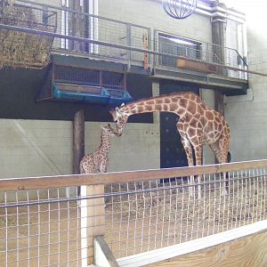 Kwame and Isabella the giraffes in Into Africa exhibit at Marwell Wildlife,