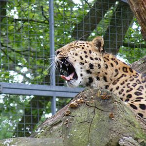 Akin the Amur leopard yawning at Marwell Wildlife, 12 June 2009