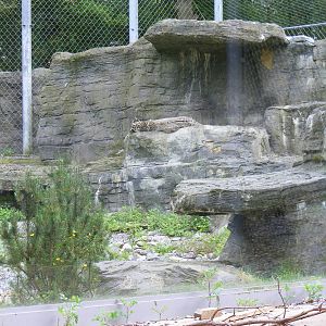 Yasmin the snow leopard in Roof of the World exhibit at Marwell Wildlife, 1