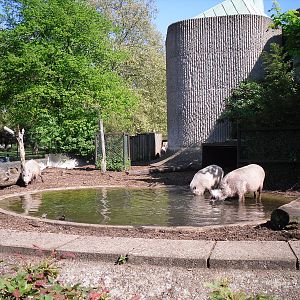 Bearded Pig enclosure