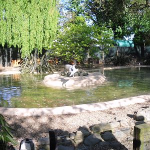 Penguin Enclosure