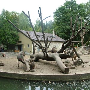 Baboon Island at Augsburg 03/09/06