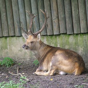 Barasingha at Augsburg 03/09/06
