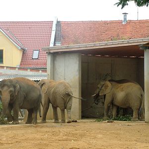 Mixed elephant group at Augsburg 03/09/06