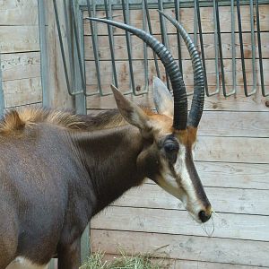 Sable Antelope at Augsburg 03/09/06