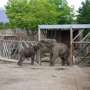 Chester Zoo - Asian Elephant