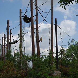Chester Zoo - Lar Gibbon