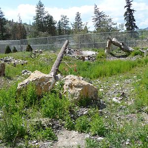 Black Bear Enclosure