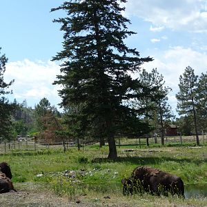 Bison Enclosure