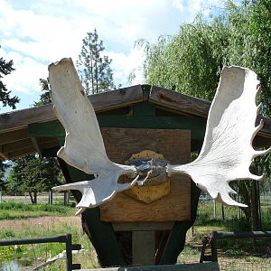 Moose Antlers