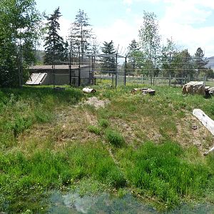 Cougar Enclosure