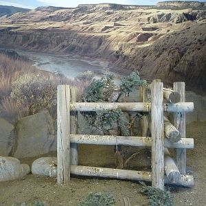 Burrowing Owl Exhibit