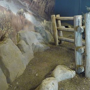 Burrowing Owl Exhibit