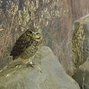 Burrowing Owl