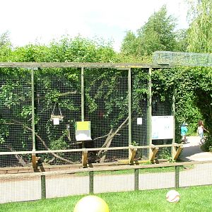 Common Marmoset cage at Tropical Butterfly House 13/06/09
