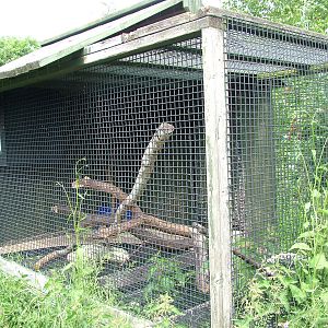 Enclosure for Pouched Rats at Tropical Butterfly House 13/06/09