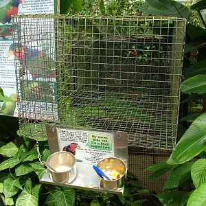Black-capped Lory feeding at Tropical Butterfly House 13/06/09
