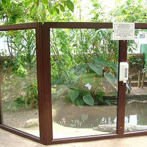 Caiman exhibit at Tropical Butterfly House 13/06/09