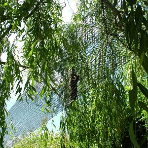 Common Marmoset tunnel at Tropical Butterfly House 13/06/09