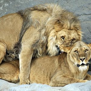 Lions at Hagenbeck, Hamburg