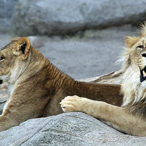 Lions at Hagenbeck, Hamburg