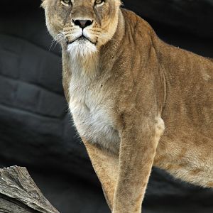 Lioness at Hagenbeck, Hamburg