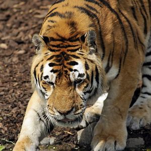 Tiger at Hagenbeck, Hamburg