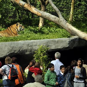 Tiger-enclosure at Hagenbeck, Hamburg