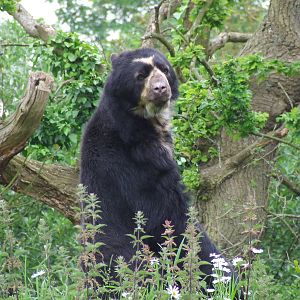 Male Spectacled Bear, Bears of the Cloud Forest