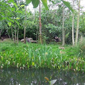 Mandrill exhibit, Monkey Islands