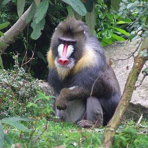 Male Mandrill, Monkey Islands