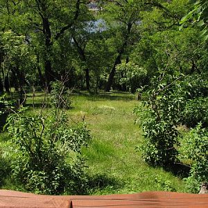 Dall's sheep enclosure