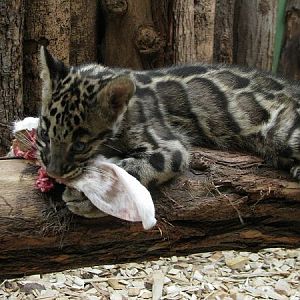 Indochinese clouded leopard