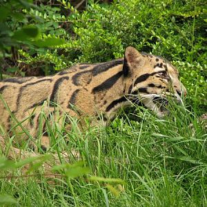 Indochinese clouded leopard