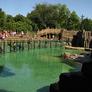 Cape fur seal enclosure