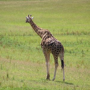 Kismet in the African Valley