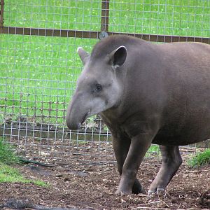 Summer the Brazillian Tapir