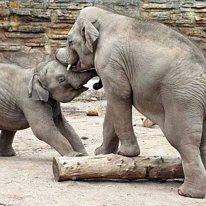 Asian elephants